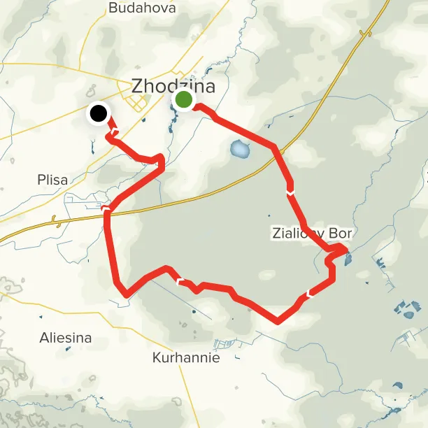 Зеленый бор