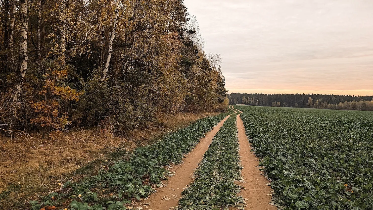 Цнянский лесогрэвел G25