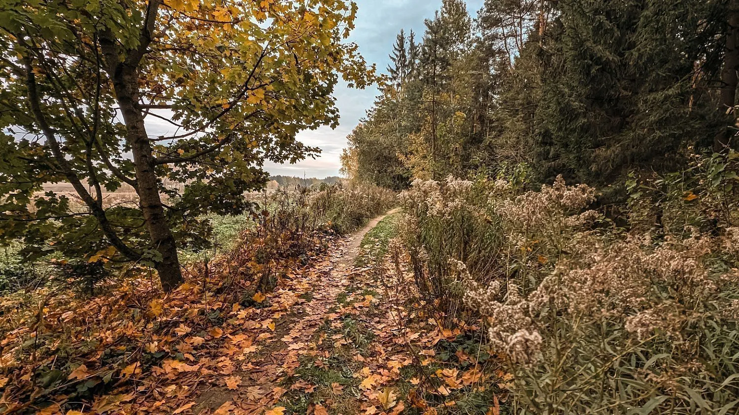 Цнянский лесогрэвел G25