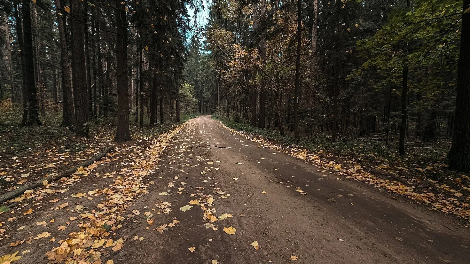 Цнянский лесогрэвел G25