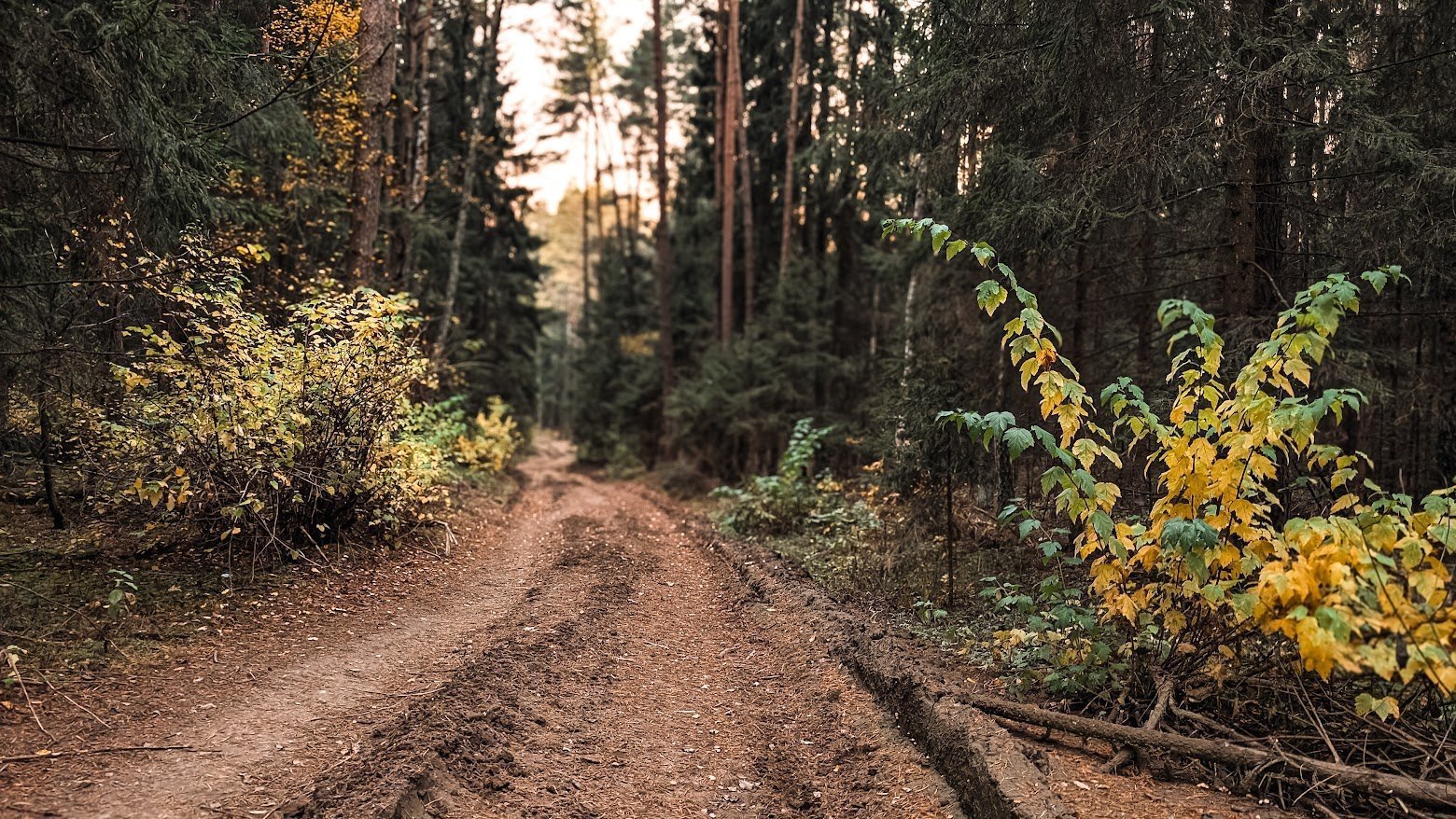 Цнянский лесогрэвел G25