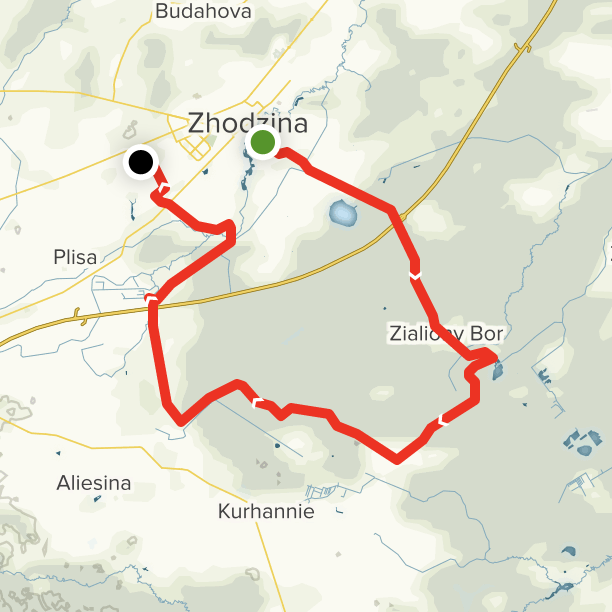 Зеленый бор