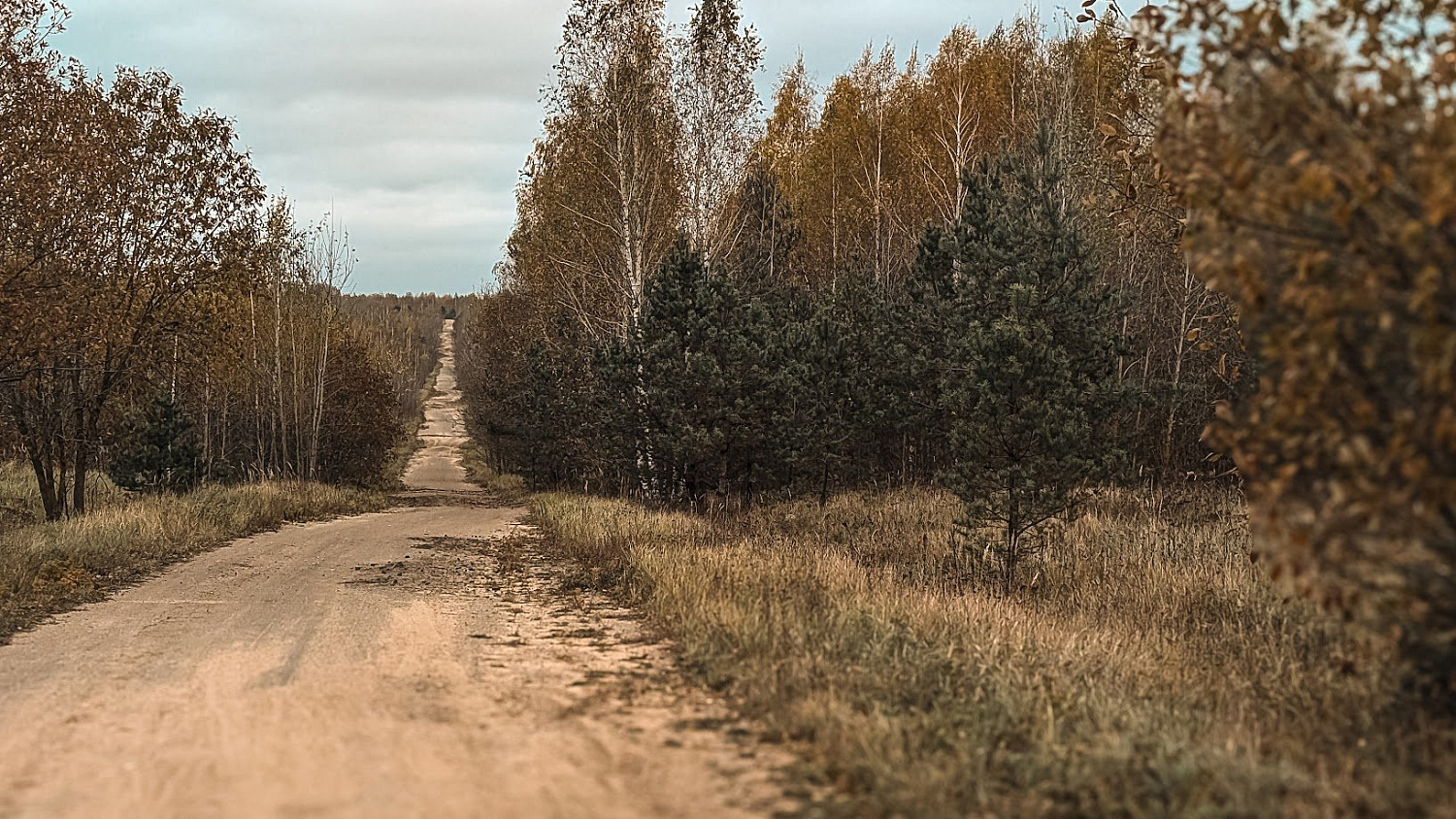 Polygon & Stiklevo Forest G40