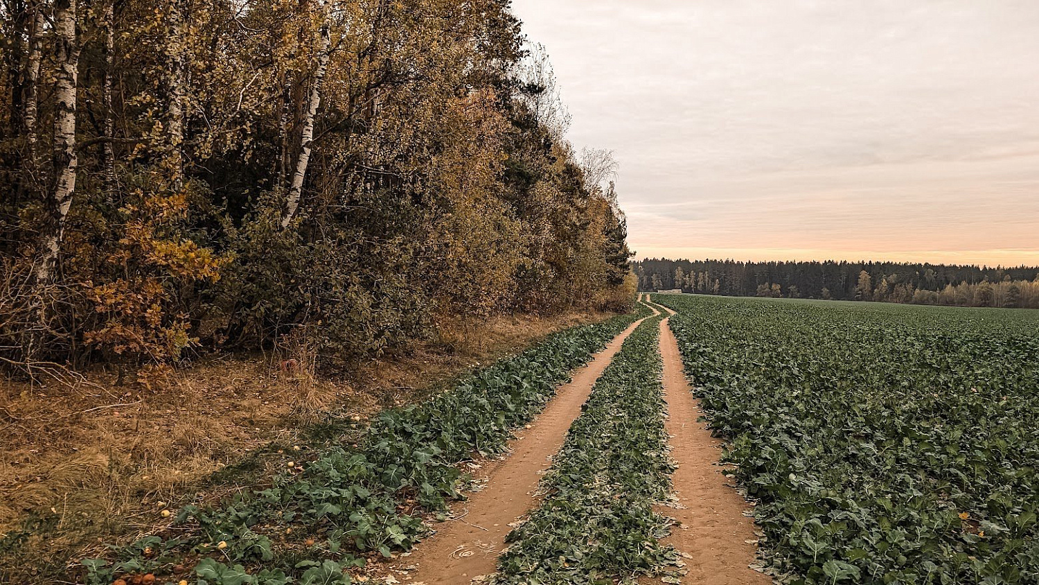 Цнянский лесогрэвел G25
