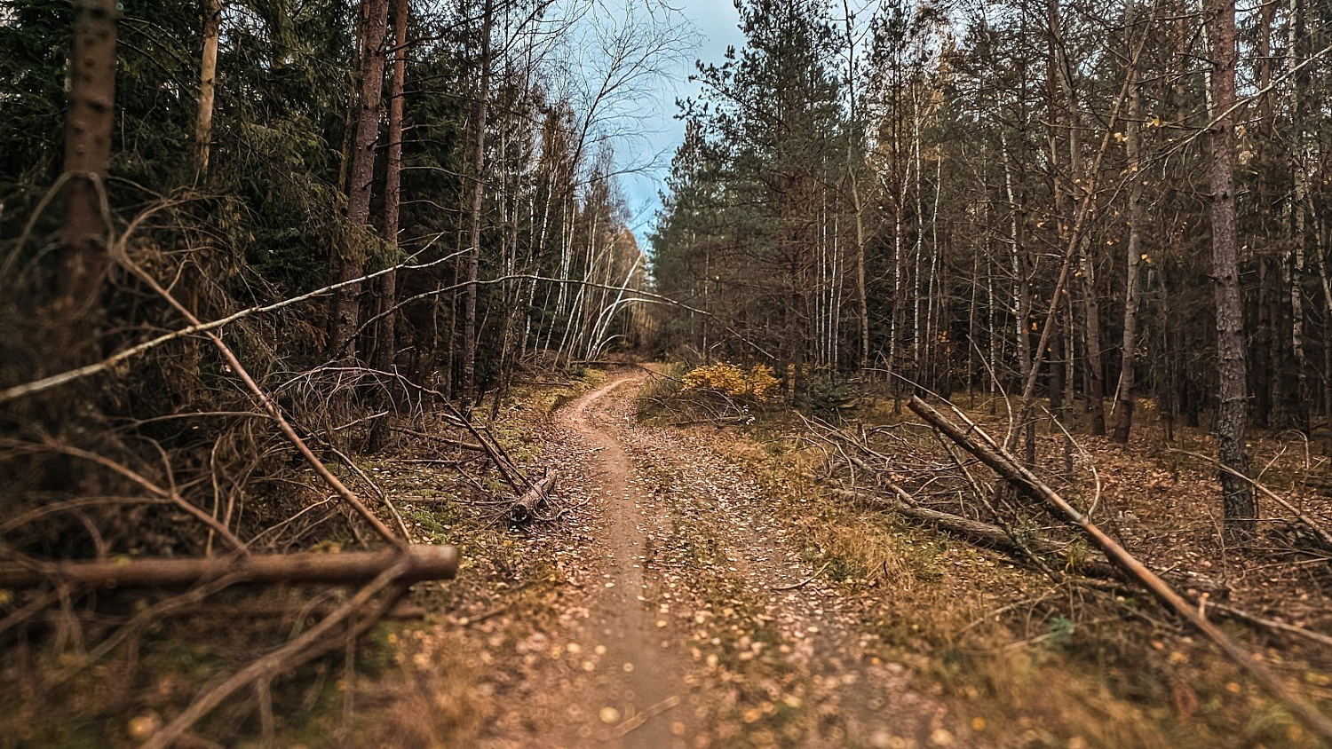 Polygon & Stiklevo Forest G40