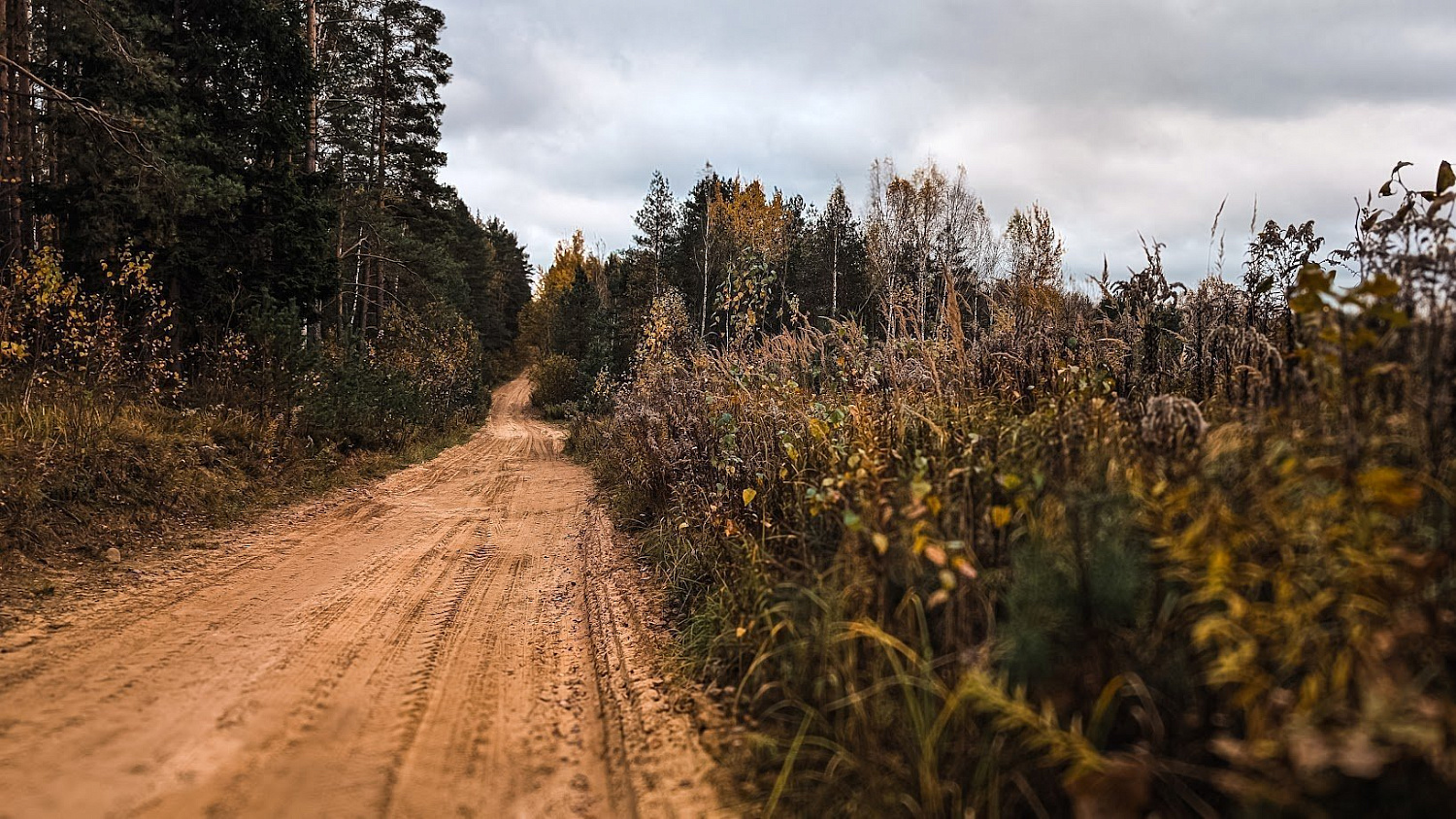 Polygon & Stiklevo Forest G40