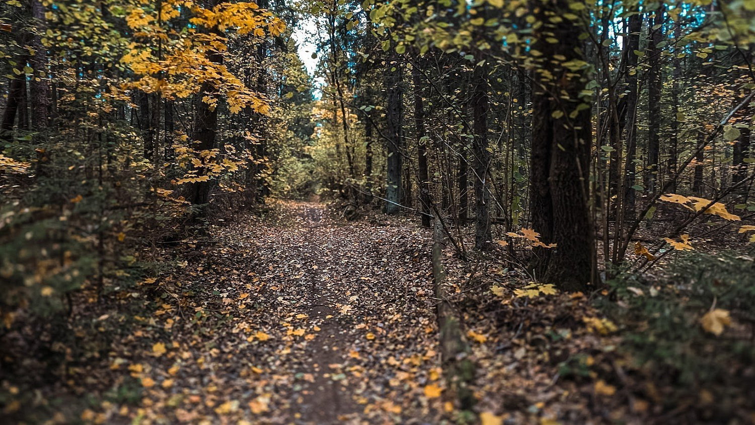 Polygon & Stiklevo Forest G40